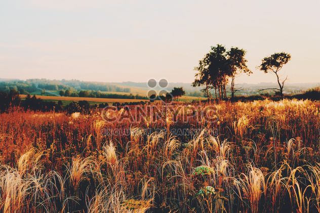Field of spikelets at sunset - image gratuit #136181 