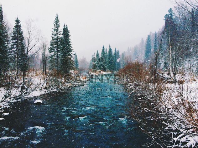 Creek in winter forest - Free image #136371