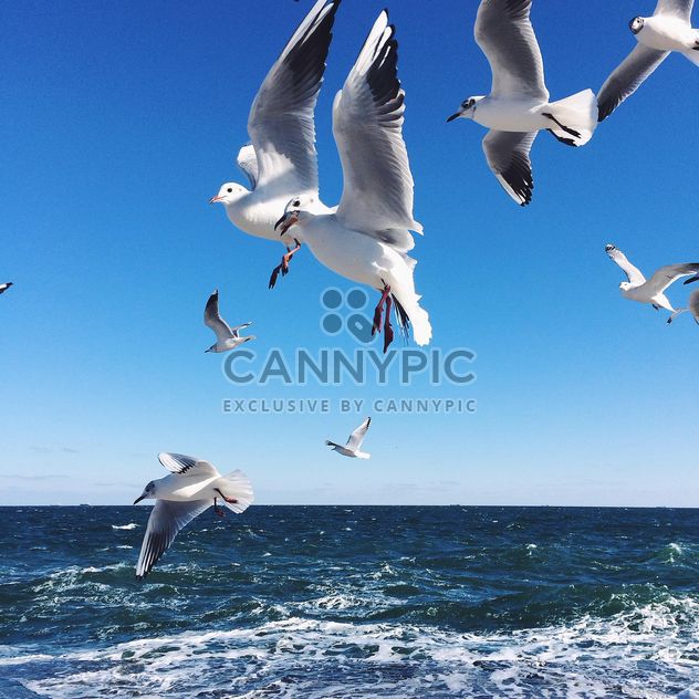 Flying seagulls - image gratuit #136411 