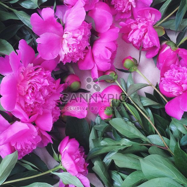 Beautiful pink peonies - image gratuit #136511 