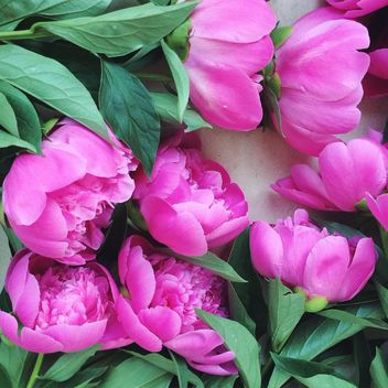 Beautiful pink peonies - image gratuit #136561 
