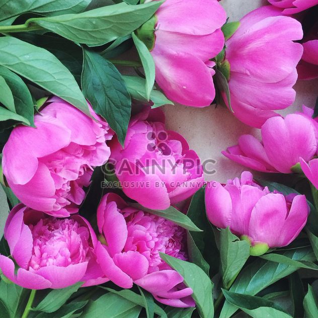 Beautiful pink peonies - image #136561 gratis