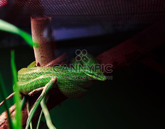 Green snake curled on a branch - image #136631 gratis