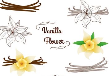 Vanilla Flower Vectors Set - vector gratuit #146701 