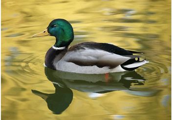 Swimming Duck - vector gratuit #157681 