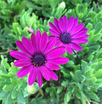 Close-up of violet flowers - image gratuit #182761 