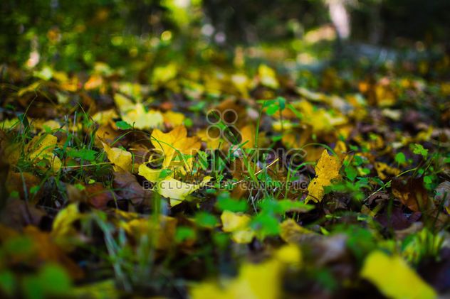 Fallen autumn leaves on green grass - image #182771 gratis