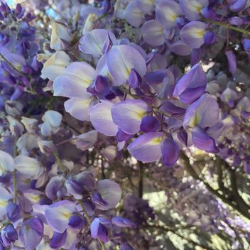 purple flowers - image #183141 gratis
