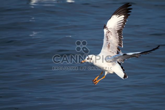 Flying seagull - image #183541 gratis