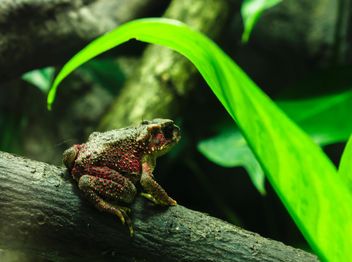 Green frog on beam - Kostenloses image #183791