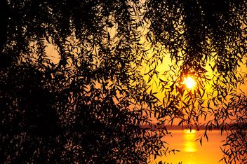 tree against sunset - image #185711 gratis