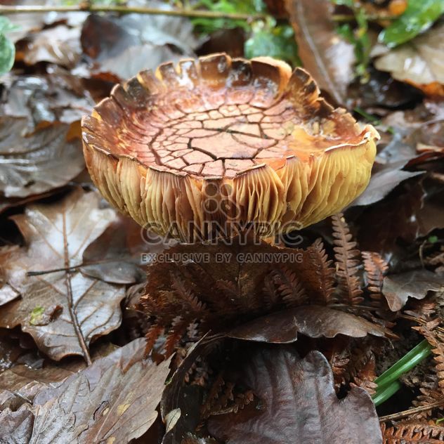 Mushroom close up - Kostenloses image #185811
