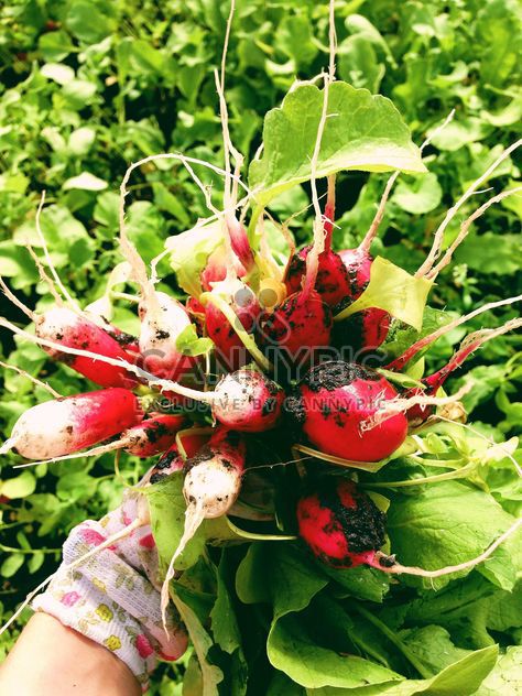 radishes from the garden - бесплатный image #185861