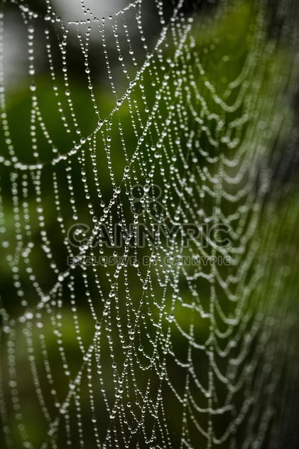 Cobweb with water drops - бесплатный image #186131