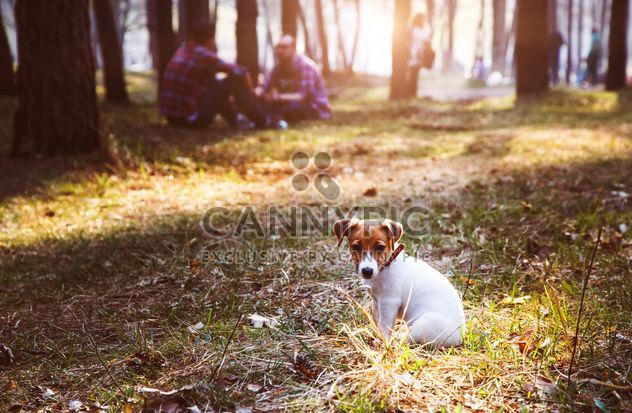 Small puppy in forest - Free image #186191