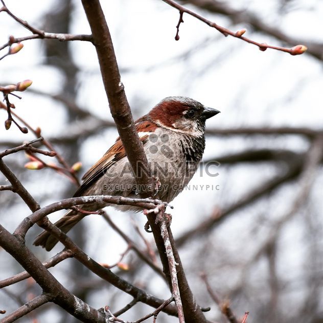 Close-up of sparrow on branch - image gratuit #186211 