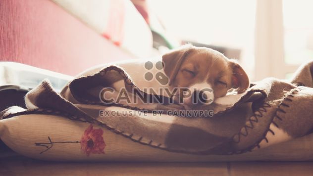 Cute sleeping puppy - Free image #186291