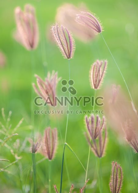 Close-up of spikelets on green background - image gratuit #186311 