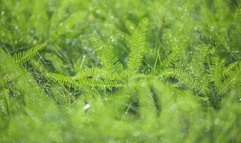 dew on grass macro - image gratuit #186331 