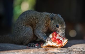 Squirrel eating pomegranate - image gratuit #186401 