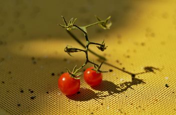 Ripe cherry tomatoes - image #186701 gratis