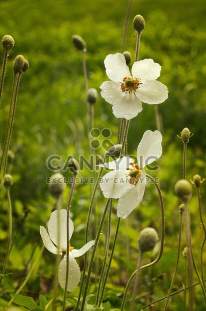White flowers on field - Free image #186771