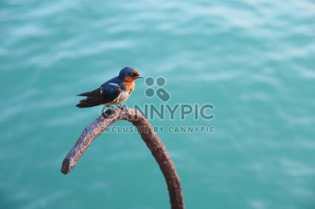 Small bird on the beach - image #187151 gratis