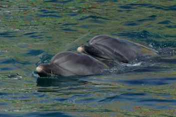 Dolphins in dolphinarium pool - Kostenloses image #187771