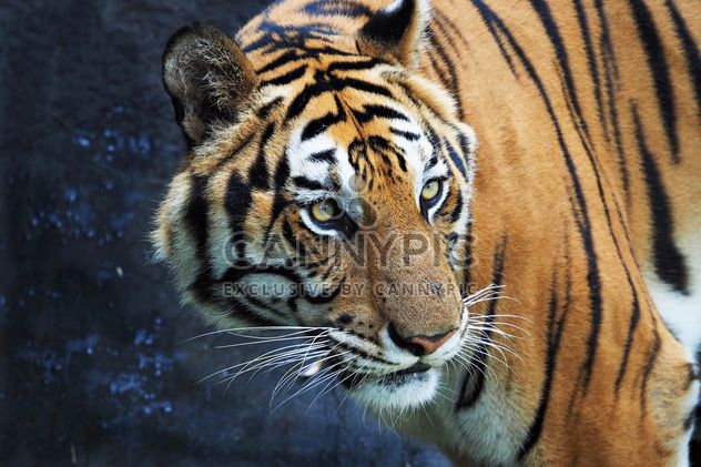 Tiger in Zoo - бесплатный image #197911