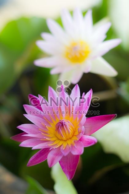 White and pink color lotus - бесплатный image #198061
