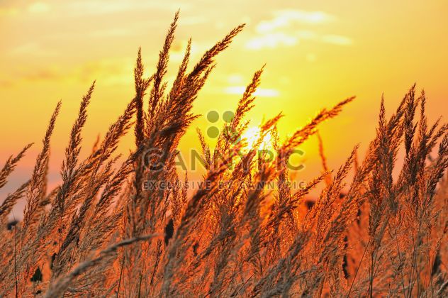 Grass in the sunset light - image #198171 gratis