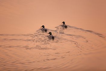 #morning #sunrise #ducks #birds #lake #reflection - image gratuit #198571 