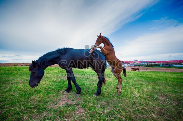 two horses in the field - image gratuit #198581 