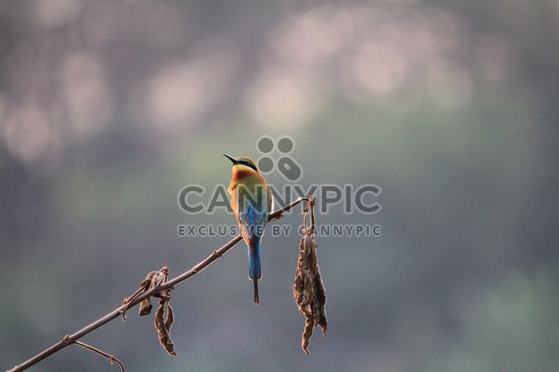 colorful bird on a branch - image #199011 gratis
