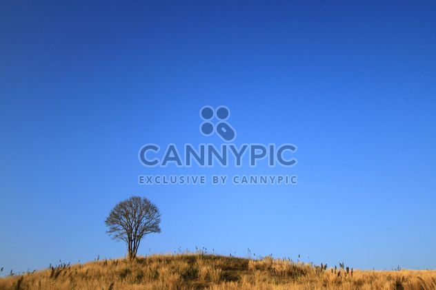 Tree on hill under blue sky - image #199031 gratis