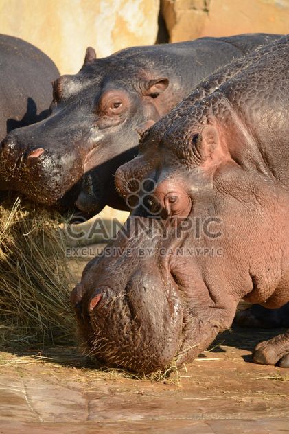Hippos In The Zoo - Kostenloses image #201591