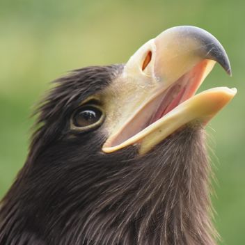 Close-Up Portrait Of Eagle - Kostenloses image #201611