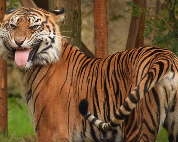 Tiger in the Zoo - Free image #201631