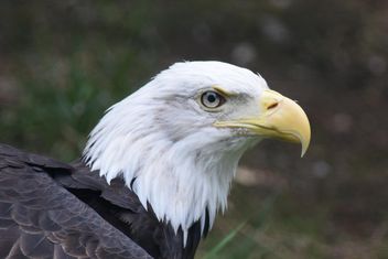 Portrait Of Eagle - Kostenloses image #201651