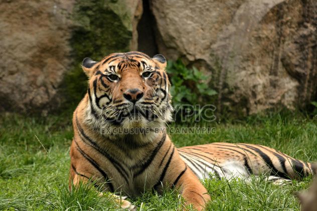 Tiger in the Zoo - Free image #201681