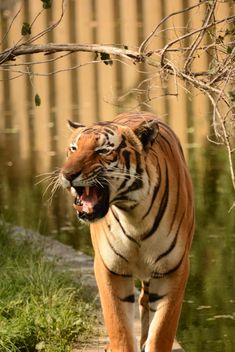 Tiger Close Up - Kostenloses image #201701