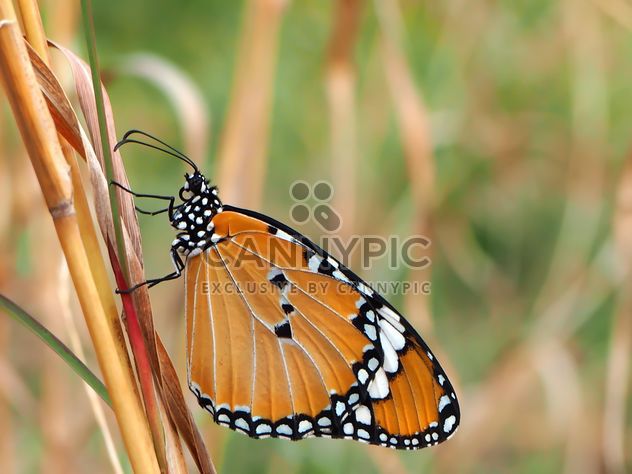 Tawny Coster Butterfly - image gratuit #201731 