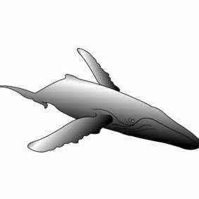 Gray Humpback Whale 2 - бесплатный vector #222381