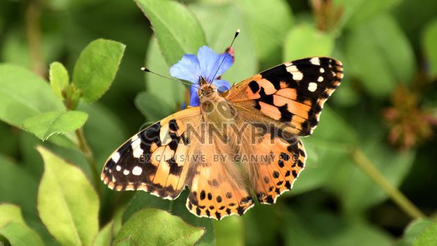 Butterfly close-up - Free image #225331