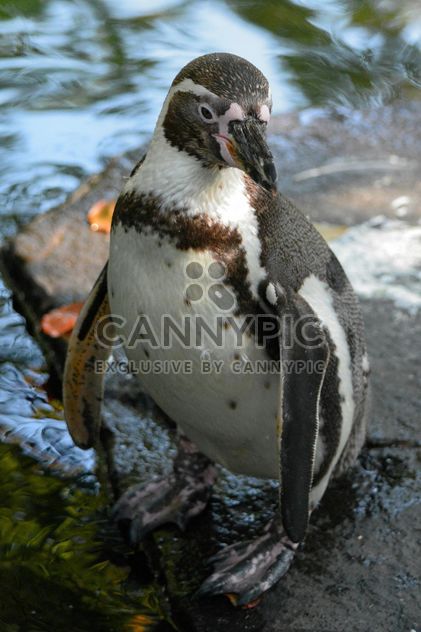 Penguin in The Zoo - image gratuit #225341 