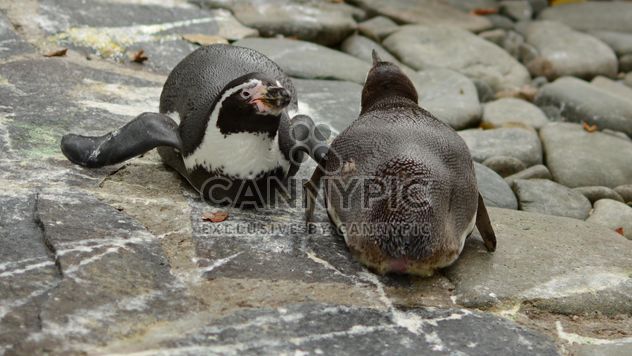 Penguins in The Zoo - image #225351 gratis