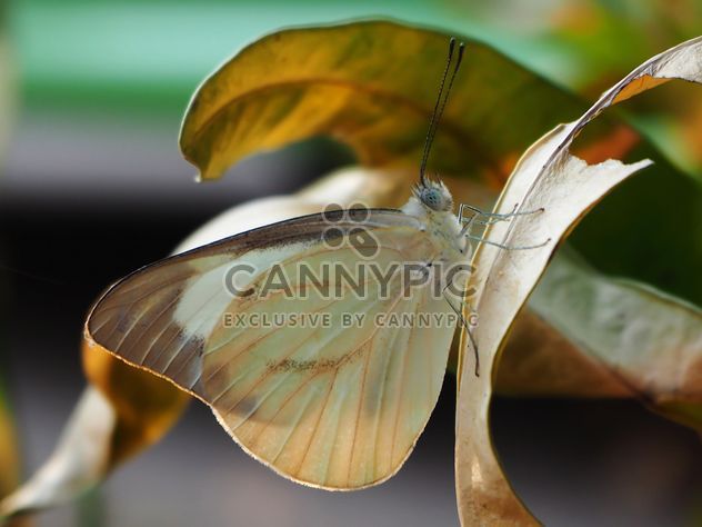Butterfly close-up - Free image #225361