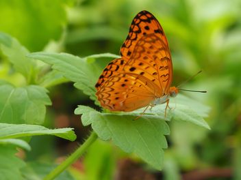 Butterfly close-up - image gratuit #225381 