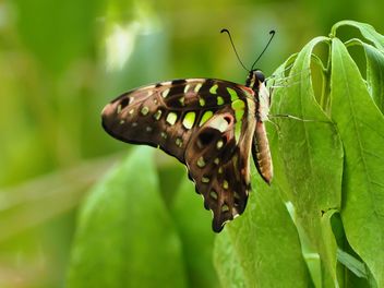 Butterfly close-up - image gratuit #225401 