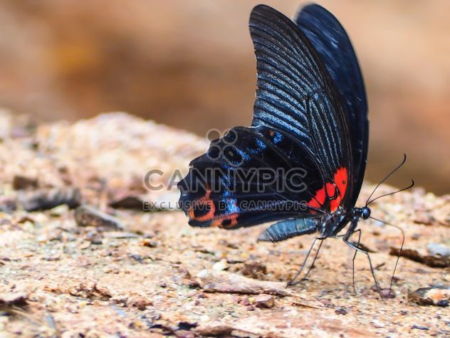 Butterfly close-up - image gratuit #225431 